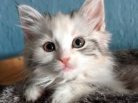 Sibirische Katzen-Kinder