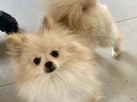 Bezaubernde Hundedame (Pomeranian) sucht neues zu Hause
