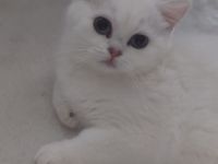 BKH Kitten mit Stammbaum und blau Augen