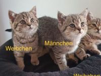 BKH Kitten abholbereit 🤭