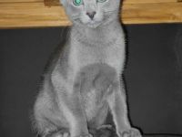 Russisch Blau Kater