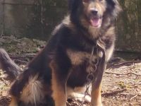 Schäferhündin, liebe, bereits kastrierte Herra vom Züchtersohn ausgesetzt, sucht ein Heim bei tierli