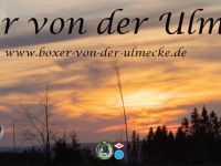 Boxer Zwinger von der Ulmecke