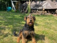 Terrier Welpen