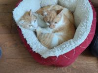 Zwei 6 Monate alte Kätzchen suchen dringend zusammen ein Zuhause