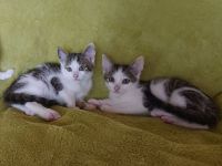 Babykatzen Kätzchen Katzenkinder Tiger Katze Kater getigert