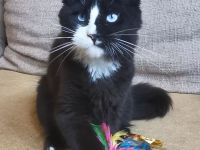 Maine-Coon-Kätzchen mit blauen Augen (mit Stammbaum)