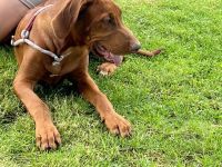Rhodesian Ridgebback 5 Monate alt