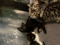 BKH Kitten suchen neues zu Hause nur noch 1 zu vergeben