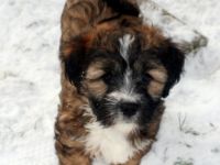 Kirsei-Kra Tibet Terrier Welpen - Mädchen ( VDH / ILT )