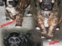 Kirsei-Kra Tibet Terrier Welpen ( VDH / ILT )