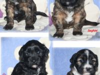 Kirsei-Kra Tibet Terrier Welpen ( VDH / ILT )