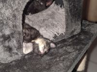 Kleine Racker suchen ein Zuhause