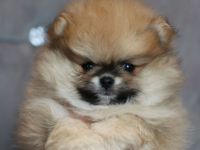 Wunderschöne Pomeranian Zwergspitz Welpen Boo Bärchen