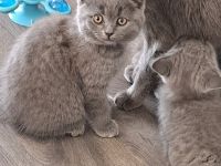 BKH Kitten. Reinrassig