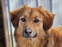 Berry , 4 Jahre alt, sucht ein Zuhause