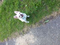 French Bulldogg Fluffy