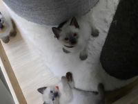 Siam kitten