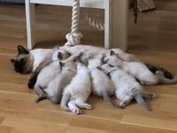 Heilige Birma / Ragdoll Kitten