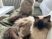 Zwei heilige birma Kater