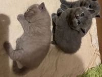 BKH Kitten REINRASSIG