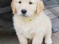 Goldendoodle Welpen