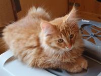 Süße MaineCoon/Nrw.Waldk Kitten suchen liebevolles Zuhause