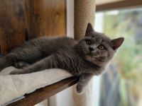 Graue BKH Kitten