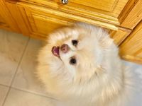 Reinrassiger Zwergspitz sucht neues Zuhause