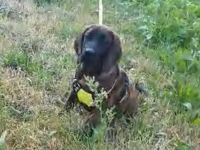 Hannoversche Schweißhund Hündin Welpe