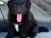 Reinrassiger Australian Shepherd Welpe Black Bi Rüde