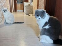 Zwei liebevolle Katzen