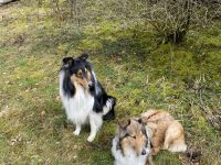 Collie Welpen 13.06.2023