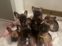 Französische Bulldogge