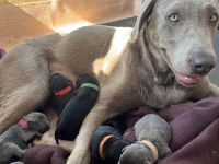 Labrador Welpen grau/schwarz