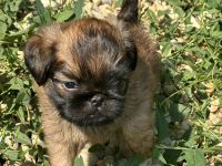 Brüsseler Zwerggriffon Rüde mit Ahnentafel