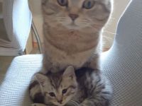 BkH-Maine Coon Kitten dürfen ausziehen