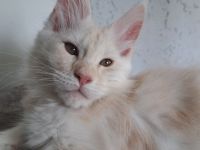 Maine Coon Katerchen mit Stammbaum