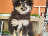 Zwergspitz abgabebereit