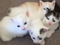 4 süße Babykatzen suchen ihr Traumzuhause