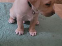 Einen Labrador 5 Monate alt