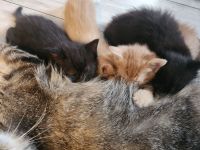 4 Liebevolle  Türkische Angora  kitten abzugeben