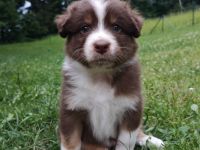 Wunderschöne Australian Shepherd Welpen mit ASCA Papier