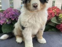 Traumhafte Australian Shepherd Welpen