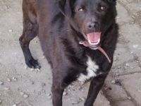 lieber, kastrierter Yang vom Züchtersohn in die Tötung abgegeben in Rumänien;wir suchen ein Heim für