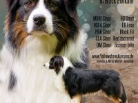 Australian Shepherd Deckrüde Black TrI ASCA FCI Papiere Polen Import "Jasper"