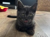 Zwei braune BKH Kitten