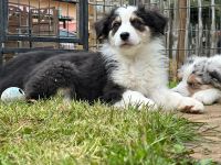 Australian Shepherd
