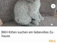 BKH Kitten suchen ein liebevolles Zuhause