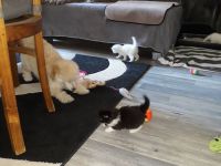 Ragdoll / Türkisch Angora KItten